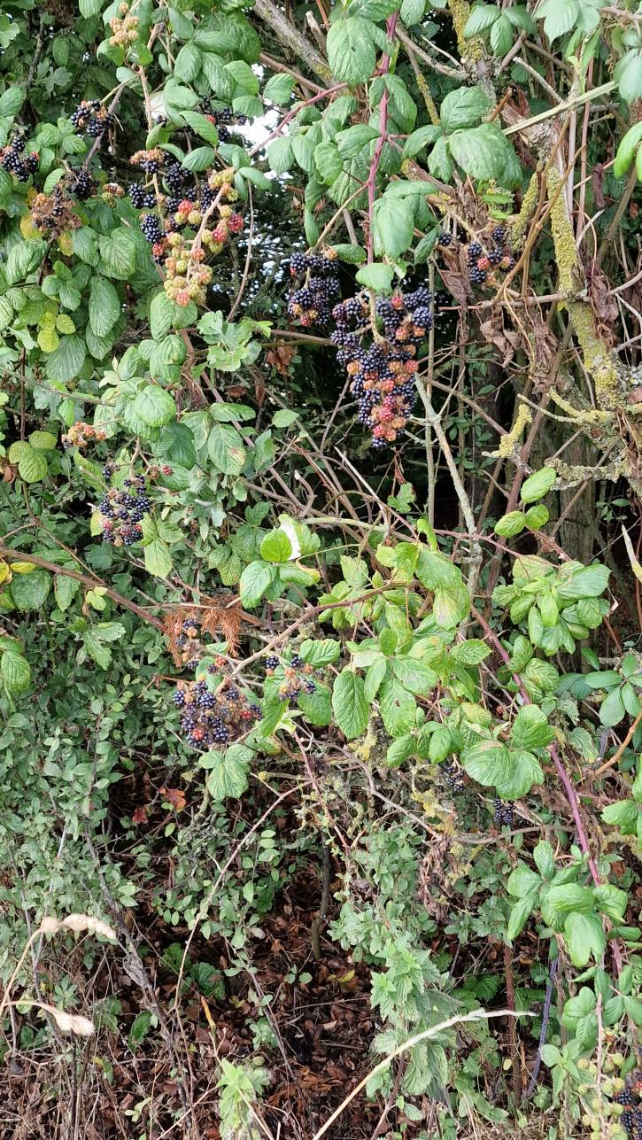 Black Berries in abundanceSherbourne Lane trackGet Picking - Sherborne Lane